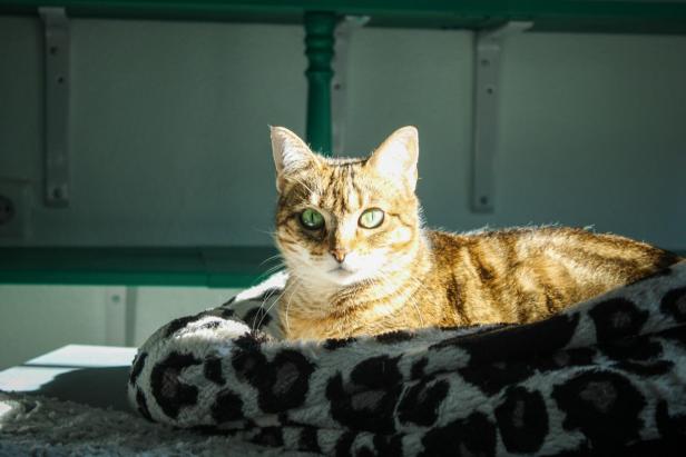 Eine getigerte Katze liegt in einem Körbchen.