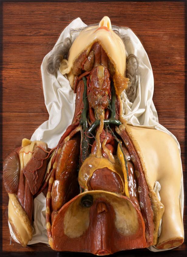 Josephinum, Körperwelten, Organe, Ausstellung