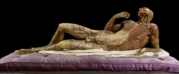 Josephinum, Körperwelten, Organe, Ausstellung