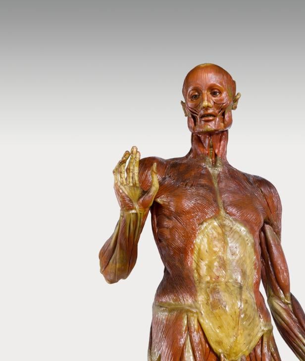 Josephinum, Körperwelten, Organe, Ausstellung