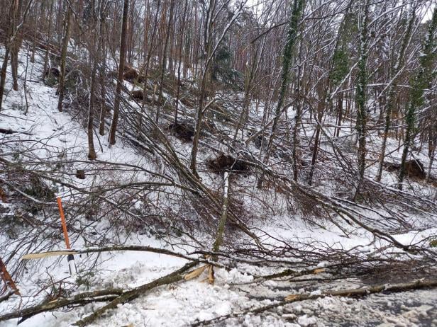 Viele umgestürzte Bäume liegen auf verschneitem Waldboden an einem Hang.
