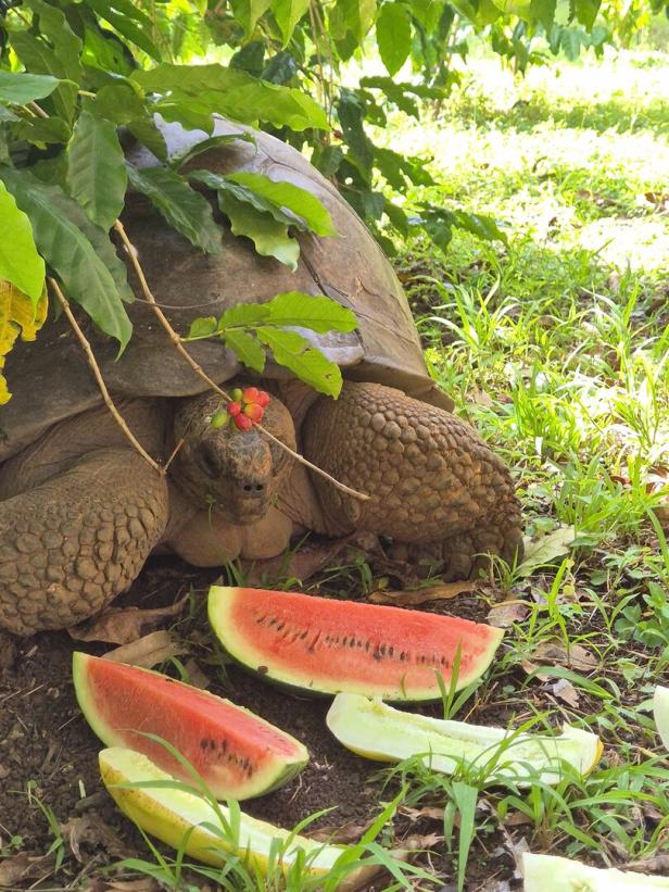 Eine Riesenschildkröte ruht im Grünen mit Wassermelone und anderen Früchten vor sich.