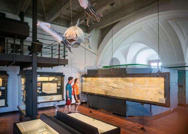 Zwei Besucher betrachten in einem fränkischen Museum große Fossilien und ein Modell eines prähistorischen Meereswesens, das von der Decke hängt.