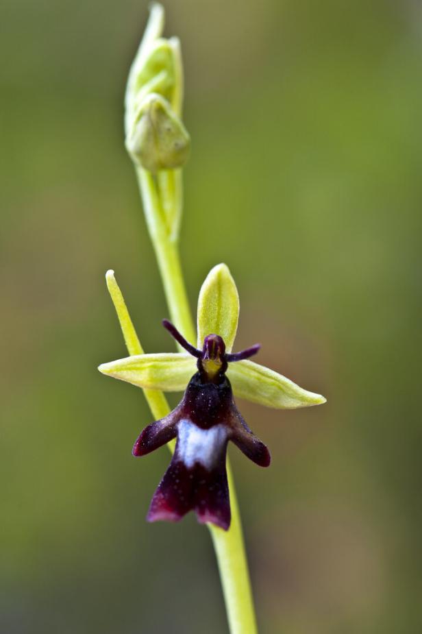 Die Ragwurz-Orchidee imitiert Insektendamen, um die Männchen anzulocken und so bestäubt zu werden. 