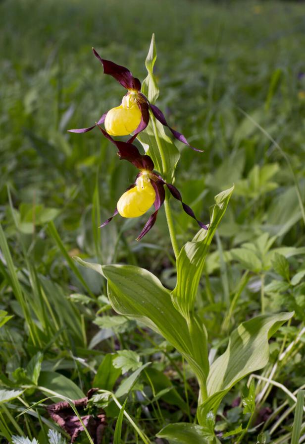Frauenschuh - die größte in Österreich heimische Orchidee