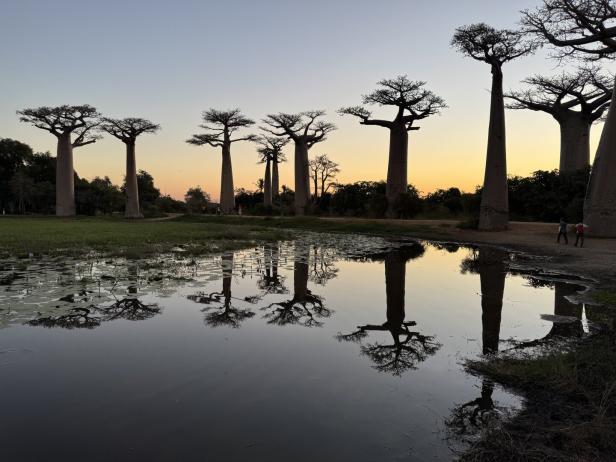 Baobab-Bäume spiegeln sich im Wasser unter einem farbenprächtigen Abendhimmel.