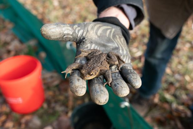 Eine Person mit Arbeitshandschuh hält eine braune Kröte in der Hand, im Hintergrund liegt Laub.