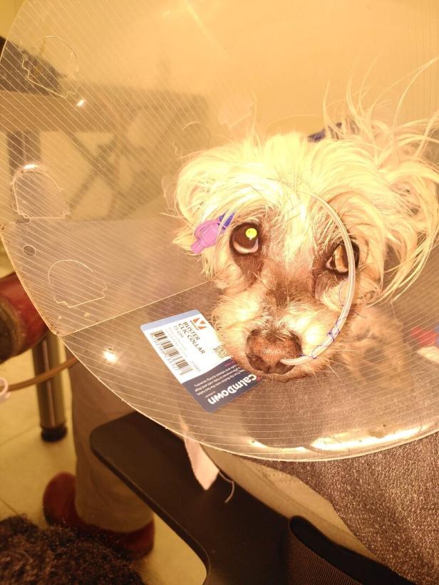 Hunde, Attacke, Quellenstraße, Favoriten