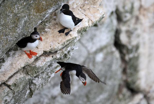 World Wildlife Day on 03 March