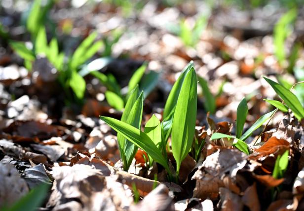 Wenn der Bärlauch im Frühling blüht