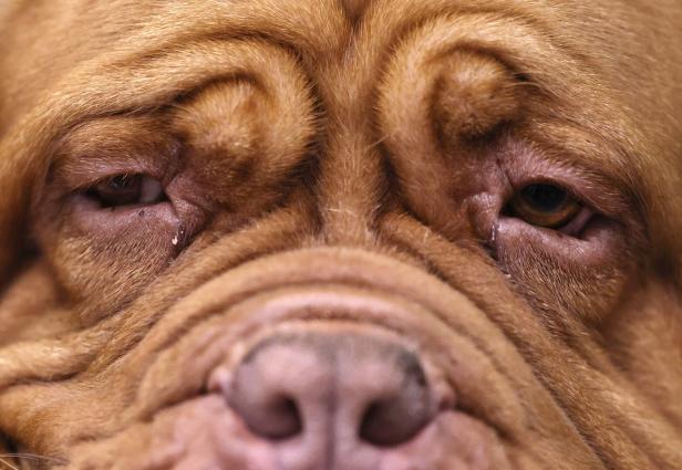 Opening day of the Crufts 2026 Dog Show