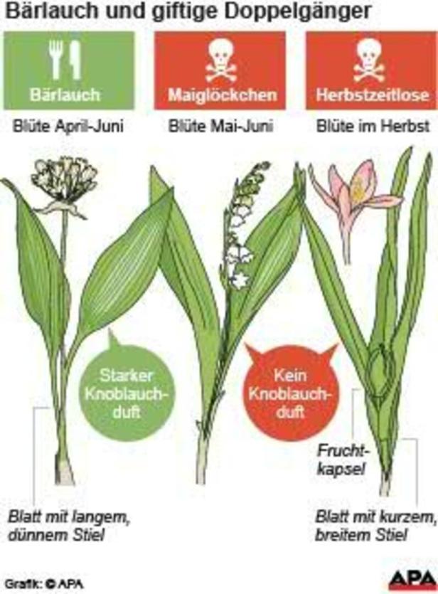 Bärlauch, Maiglöckchen und Herbstzeitlose im Vergleich