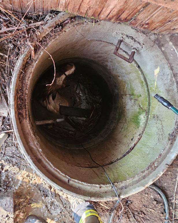 Ein Foto von dem Pony, dass am Boden des Schachts zu sehen ist.