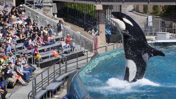 Keine Orca-Shows mehr in "SeaWorld"