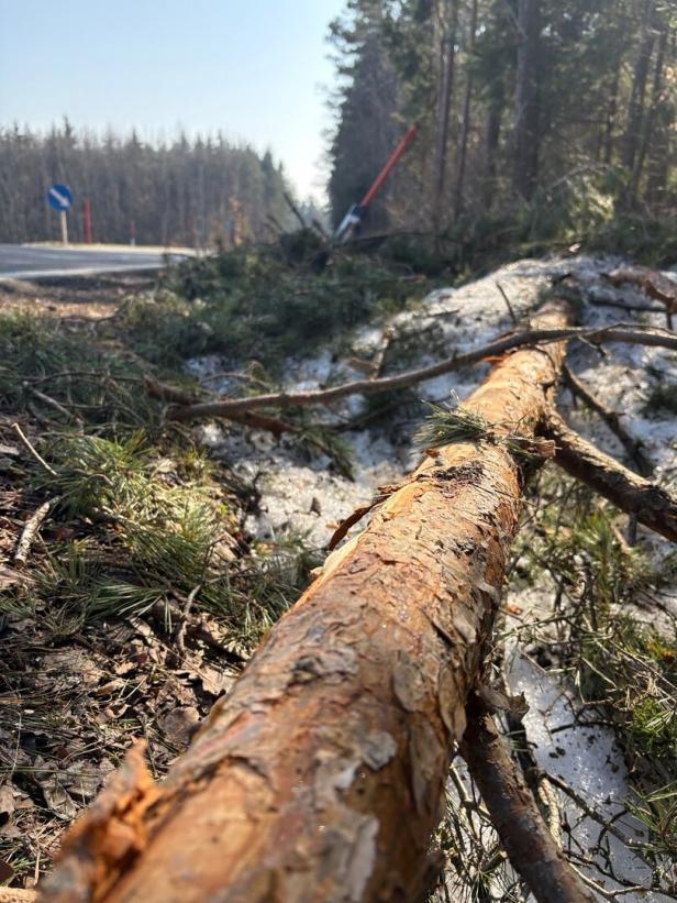 Ein umgestürzter Baum liegt am Straßenrand im Wald, umgeben von Schnee und Ästen.