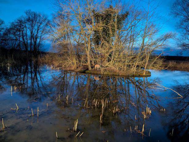 Kleine Insel mit kahlen Bäumen in einem ruhigen Gewässer, ein Hund steht am Ufer, Himmel in der Dämmerung.
