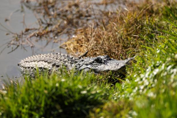 Ein Alligator bei der Q-School 