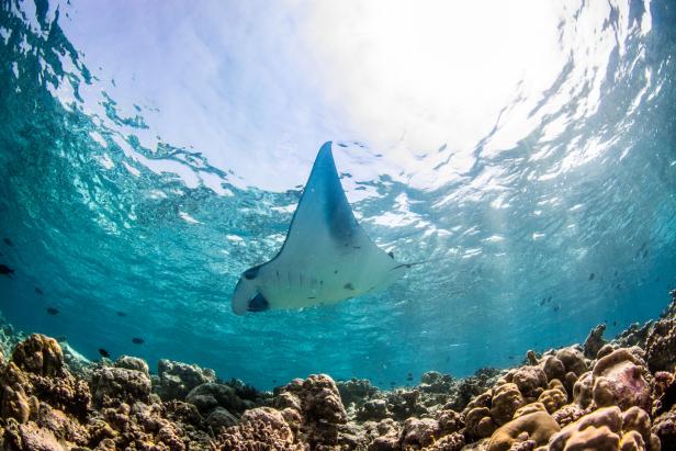 Ein Mantarochen im Meer