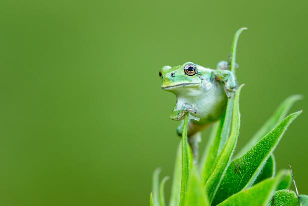 Ein Laubfrosch sitzt auf einem grünen Blatt.