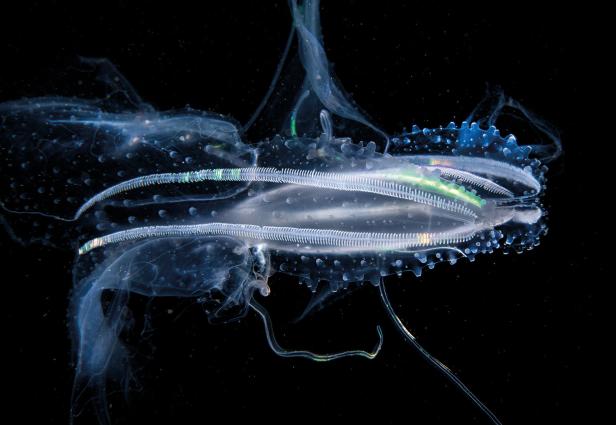 Manfred Wakolbinger Ctenophora, Leucothea multicornis Lappen Rippenqualle