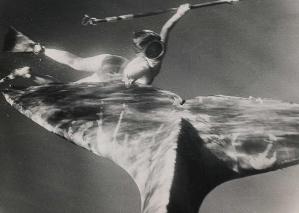 Lotte Hass an der Schwanzflosse eines Pottwals vor den Azoren 1954.