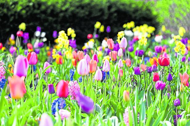 Tulips
