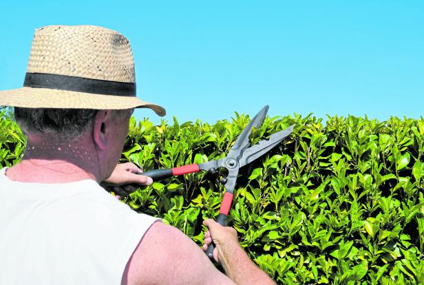 Senior gardener cutting  laurel hedge in spring with hedge scissors