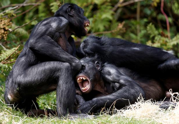 FILE PHOTO: Bonobos interact in their enclosure at Planckendael zoo in Mechelen