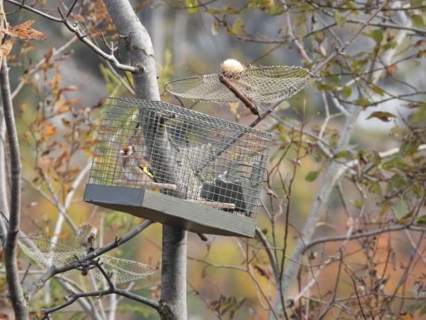 Eine Aufnahme von einem gefangenen Vogel im Käfig in einem Baum.