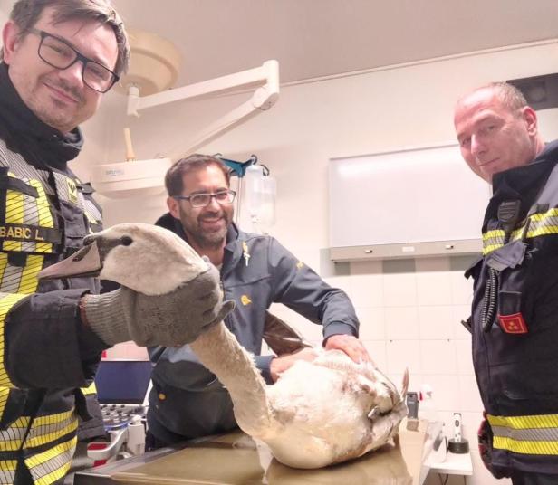Ein Tierarzt und zwei Feuerwehrmänner halten einen Schwan am Tisch fest.