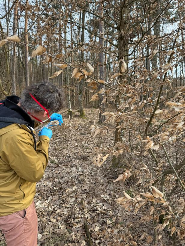 Eine Person mit blauen Handschuhen und Schutzbrille untersucht trockene Blätter an einem Baum im herbstlichen Wald.