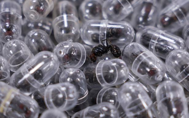 A Chinese national and a Kenyan national charged with dealing in live wildlife species for being with illegal possession of garden ants