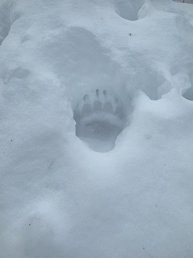Abdruck einer Bärentatze im Schnee