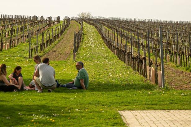 Menschen sitzen auf einer Wiese am Rand eines Weinbergs und genießen das Frühlingswetter.