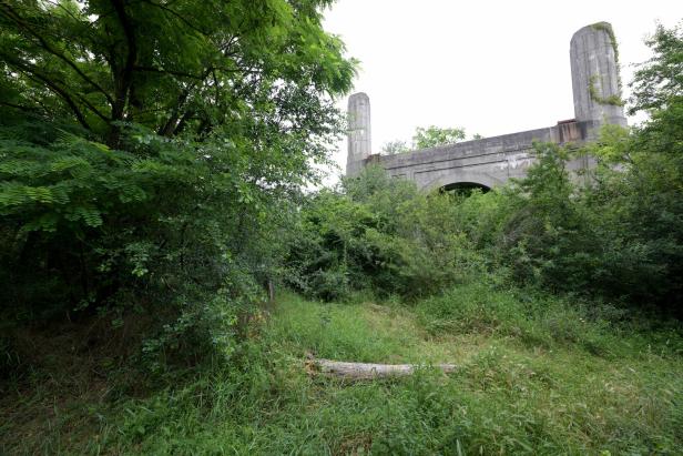 Dicht bewachsene grüne Vegetation mit einem teilweise überwucherten, alten Betonbau im Hintergrund.