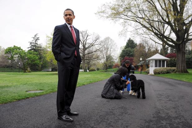 Bo, former First Dog of the United States, dies