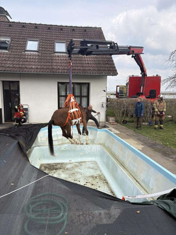 Ein Pferd wird mithilfe eines Krans und Feuerwehrleuten aus einem leeren Pool gehoben.