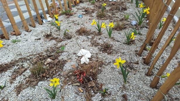 Müll neben Märzenbecher.