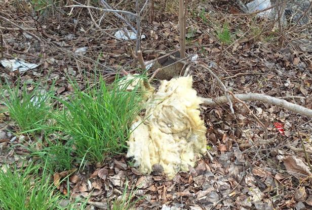 Müll neben Graslbüschl.