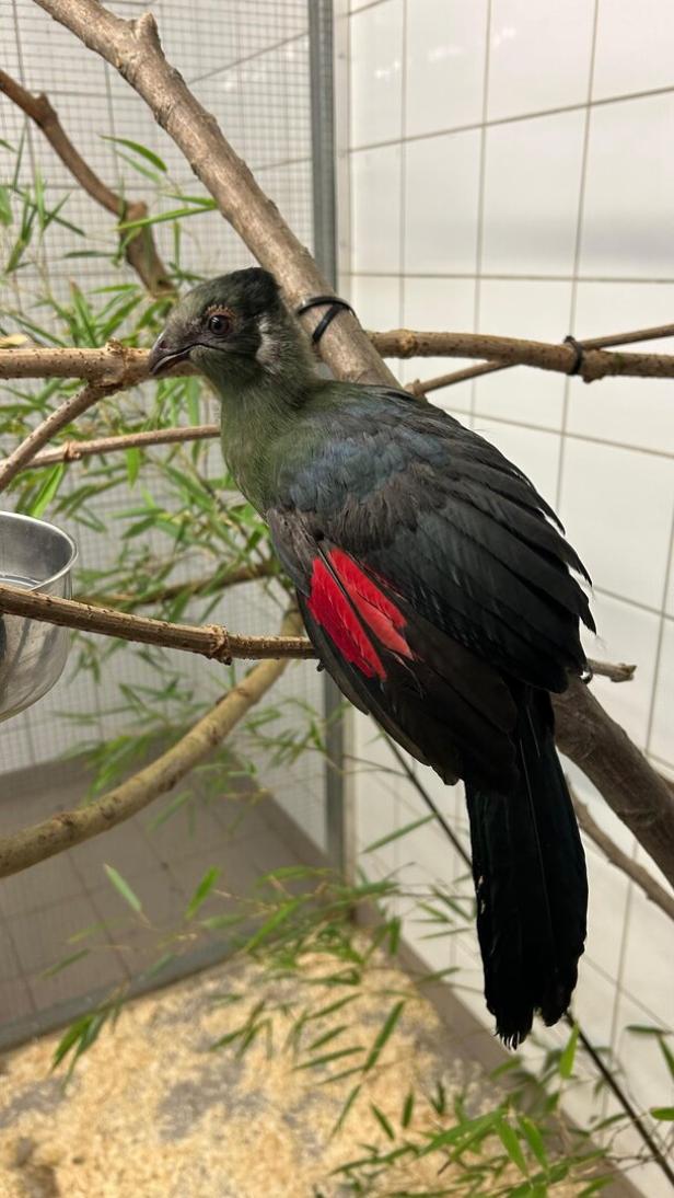 Weißohrturako sitzt im Käfig