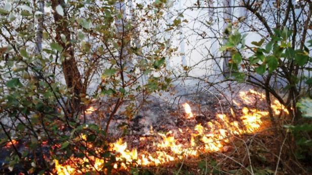 Waldbrand in Mödling ausgebrochen