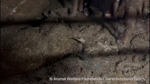 An Board von dem Schiff "Spiridon II" liegt eine Kuh am Boden umhüllt von Gülle.