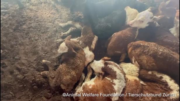 Kälber die am Frachtschiff Spiridon II geboren wurden liegen als Haufen im Dreck.