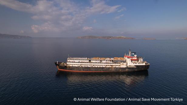 Das Frachtschiff „Spiridon II“ liegt mit zahlreichen Rindern an Bord vor der türkischen Küste, im Zentrum des Tierschutzskandals um verendete Tiere und mangelhafte Bedingungen.
