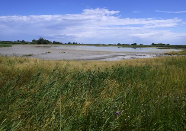 Grünes Schilf und trockenes Gras im Vordergrund, dahinter ein flacher, teilweise ausgetrockneter See unter blauem Himmel.