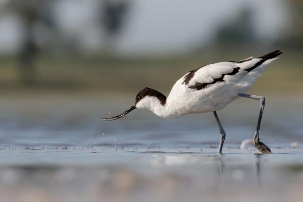 Ein schwarz-weißer Watvogel mit gebogenem Schnabel sucht im seichten Wasser nach Nahrung.