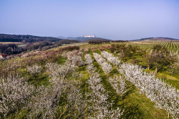 Eine Aufnahme der blühenden Wachauer Marillengärten aus der Vogelperspetive.