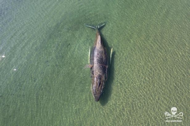 GERMANY-WHALE-RESCUE
