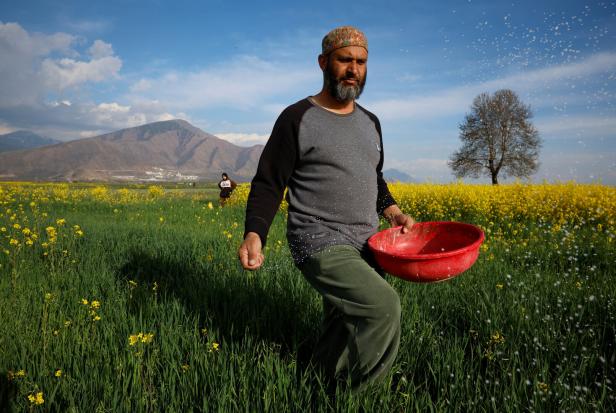 Abdul Qayoom spreads fertilizer on his mustard field in Pampore town