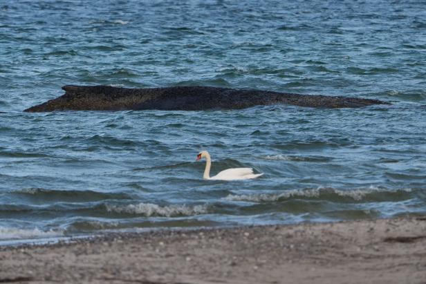 Wal an der Ostseeküste gestrandet